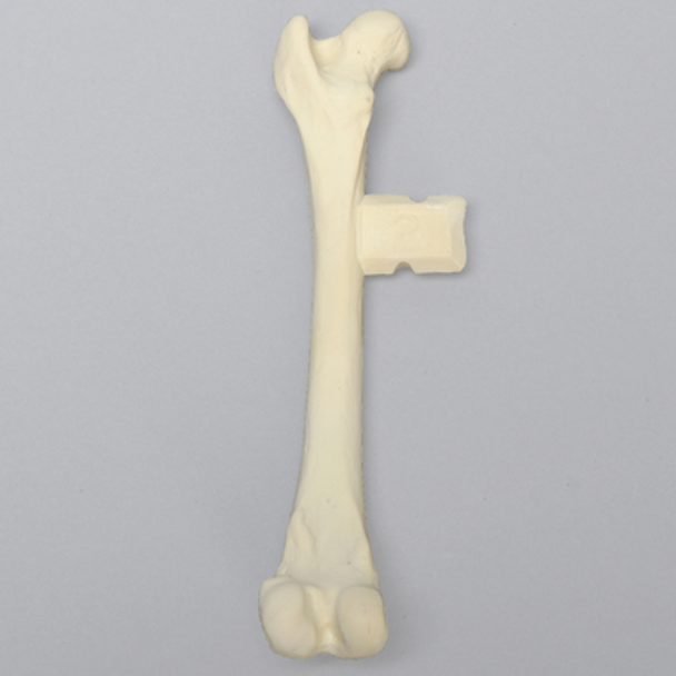 Canine Femur with Vise Attachment, Foam Cortical Shell, Medium