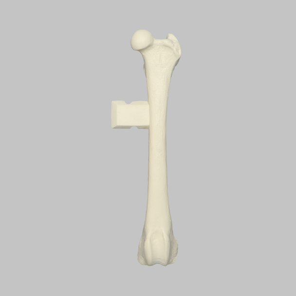 Canine Femur with Vise Attachment, Foam Cortical Shell, Medium