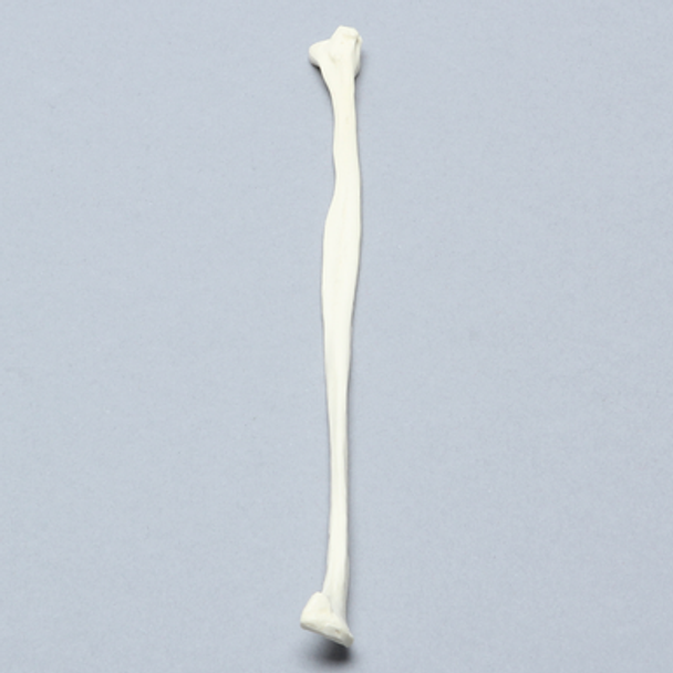 Canine Fibula, Solid Foam, Right