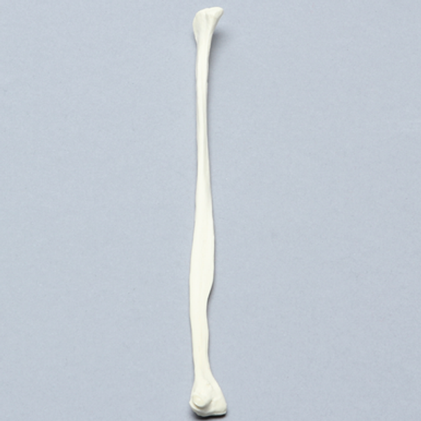 Canine Fibula, Solid Foam, Right