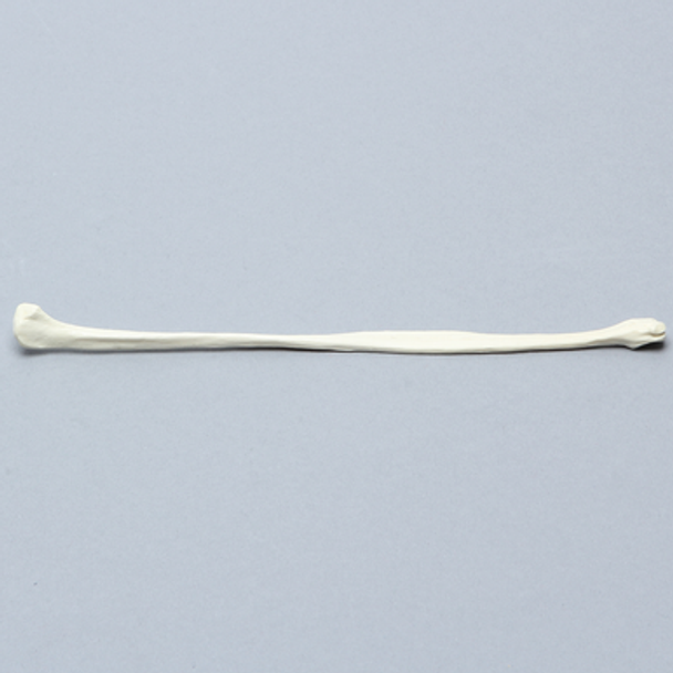 Canine Fibula, Solid Foam, Right