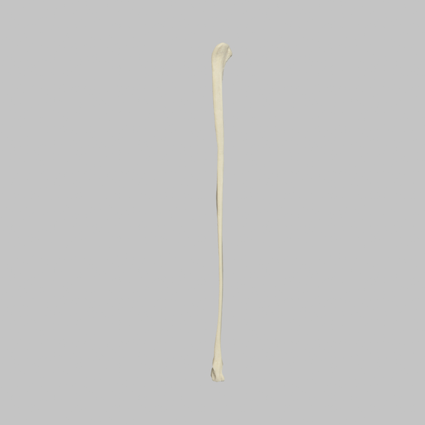 Canine Fibula, Solid Foam, Right