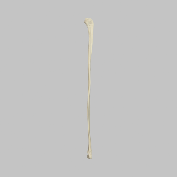 Canine Fibula, Solid Foam, Right