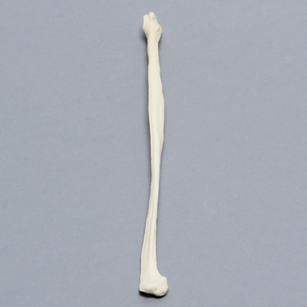 Canine Fibula, Solid Foam, Left