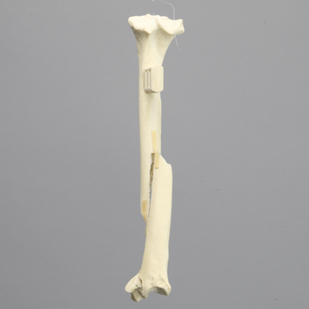 Canine Tibia with Long Spiral and Medial Malleolar Fractures, With Vise Attachment