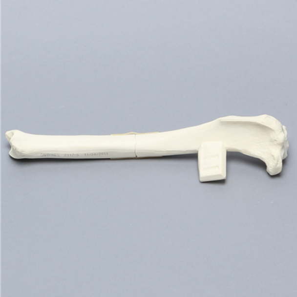 Canine Tibia with Transverse Midshaft Fracture, With Vise Attachment, Left