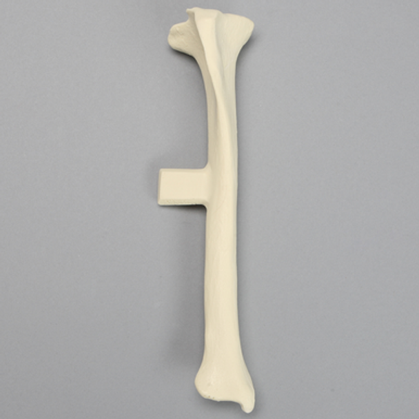 Canine Tibia with Vise Attachment, Solid Foam, Extra Large