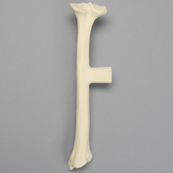 Canine Tibia with Vise Attachment, Solid Foam, Extra Large