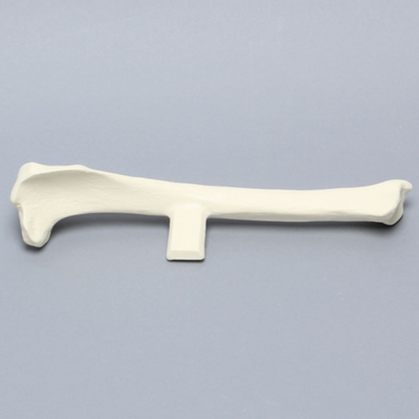 Canine Tibia with Vise Attachment, Solid Foam, Extra Large
