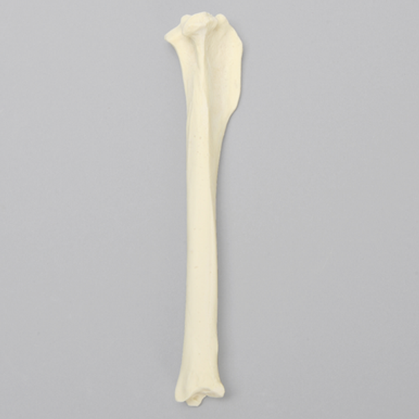 Canine Tibia, Solid Foam, Medium, Right