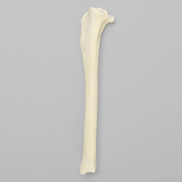 Canine Tibia, Solid Foam, Medium, Right