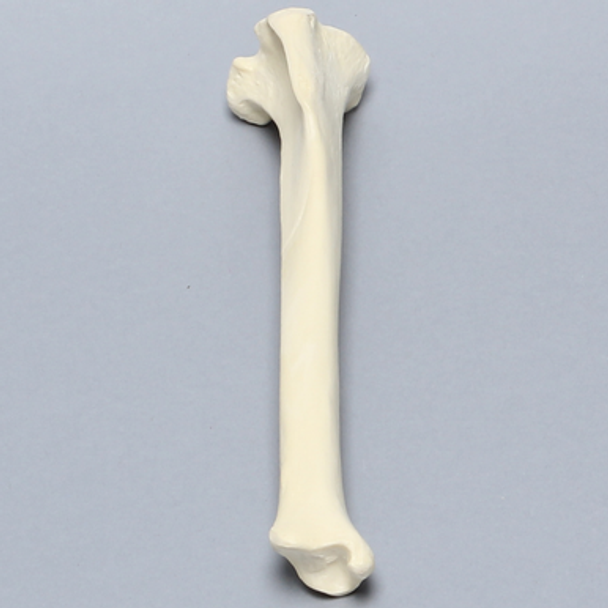 Canine Tibia, Solid Foam, Medium, Right