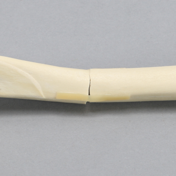 Canine Tibia with Transverse Midshaft Fracture, With Vise Attachment, Right