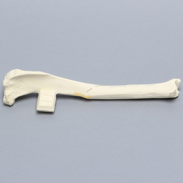 Canine Tibia with Short Oblique Fracture, With Vise Attachment