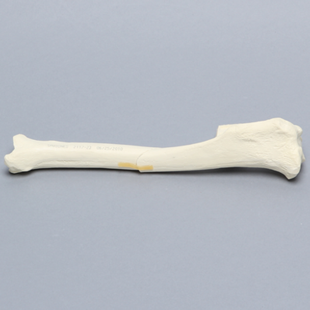 Canine Tibia with Short Oblique Fracture, With Vise Attachment