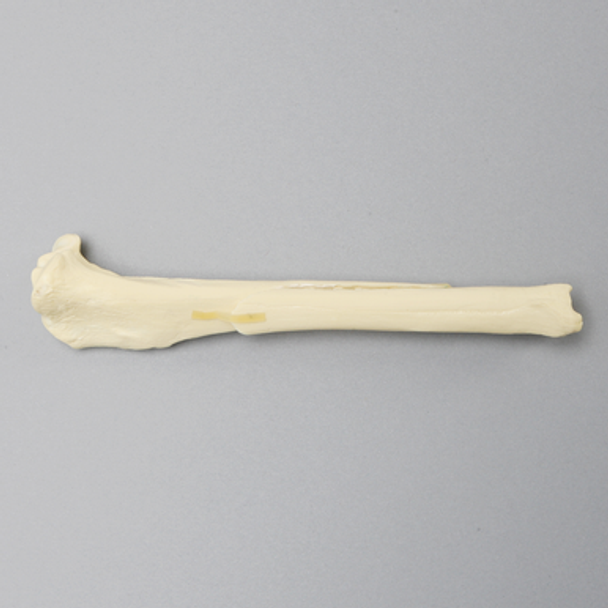 Canine Tibia with Long Oblique Midshaft Fracture, No Vise Attachment