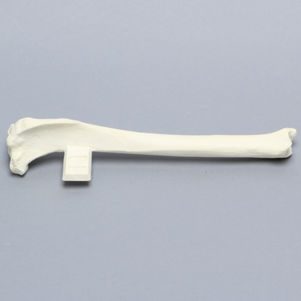Canine Tibia with Vise Attachment, Foam Cortical Shell, Right