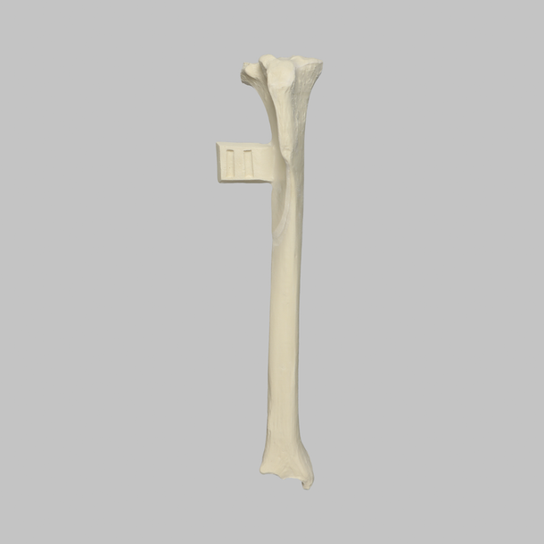 Canine Tibia with Vise Attachment, Foam Cortical Shell, Right