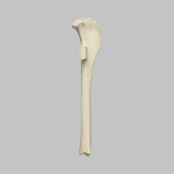Canine Tibia with Vise Attachment, Foam Cortical Shell, Right