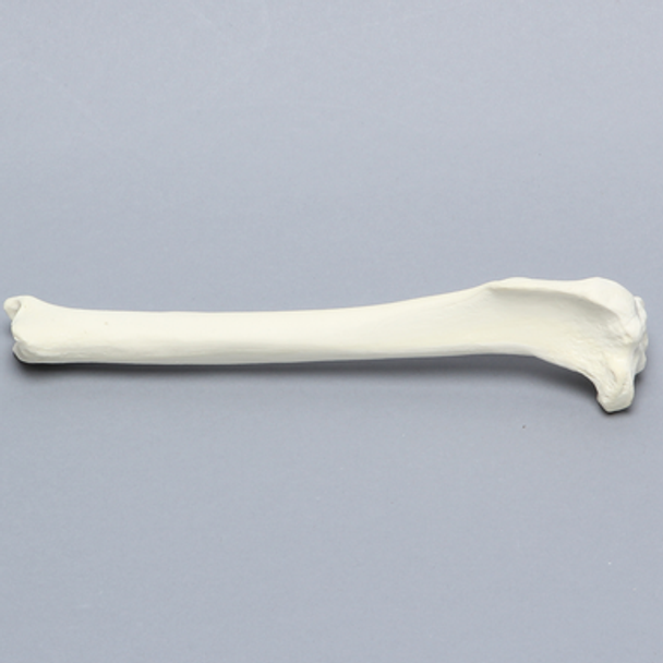 Canine Tibia, Foam Cortical Shell, Left