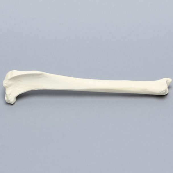 Canine Tibia, Foam Cortical Shell, Right