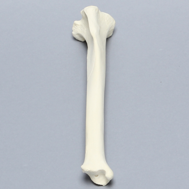 Canine Tibia, Foam Cortical Shell, Right