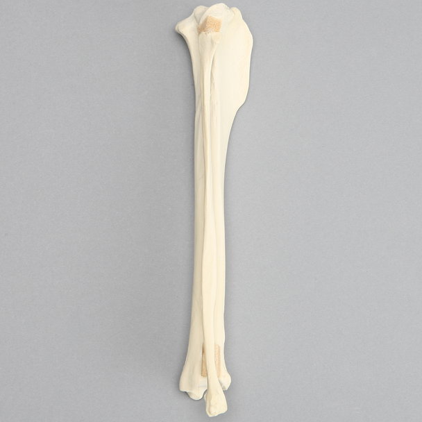 Canine Tibia/Fibula, Foam Cortical Tibia and Solid Foam Fibula