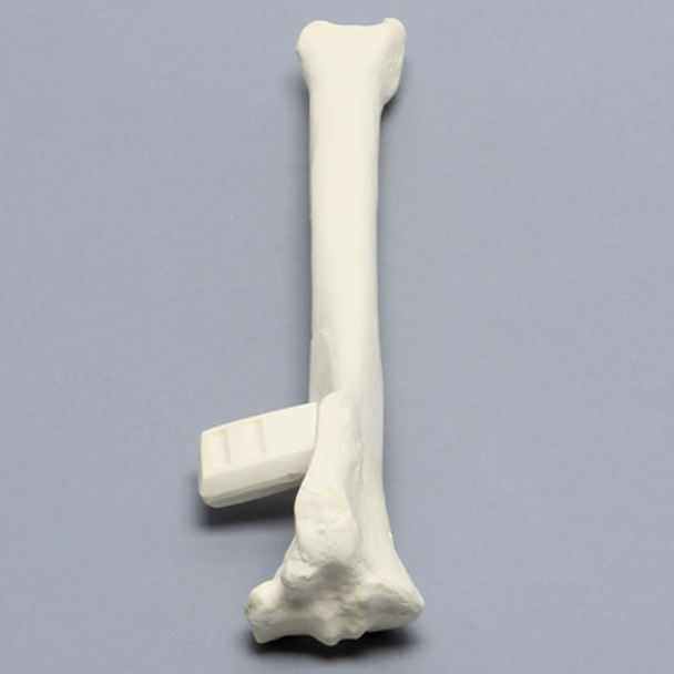 Canine Tibia with Vise Attachment, Foam Cortical Shell, Left