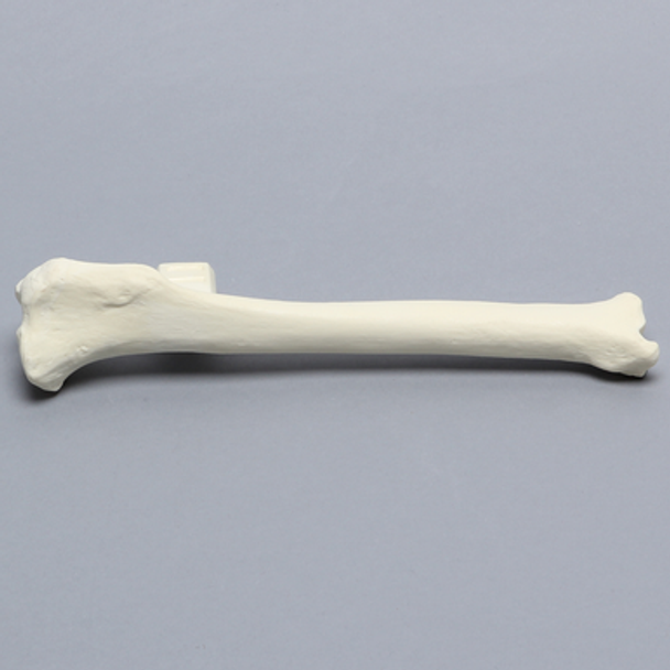 Canine Tibia with Vise Attachment, Foam Cortical Shell, Left