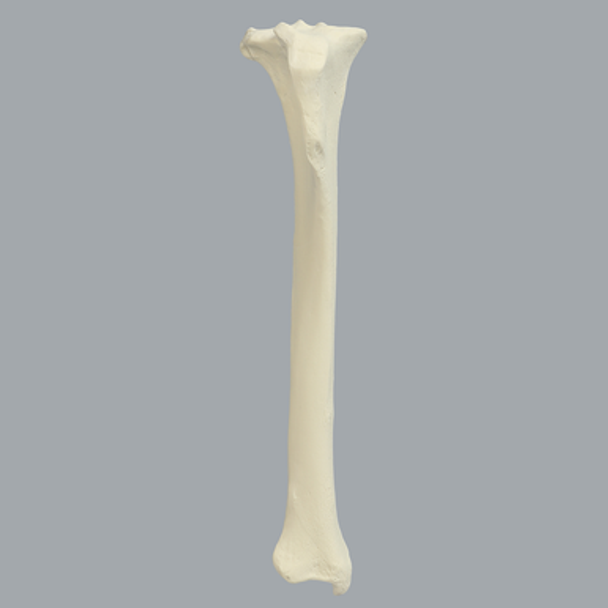 Canine Tibia, Solid Foam, Large, Right
