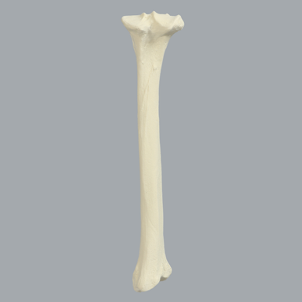 Canine Tibia, Solid Foam, Large, Right