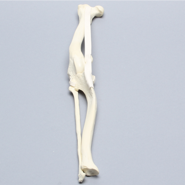 Canine Knee with Pathology Canine Knee with Pathology