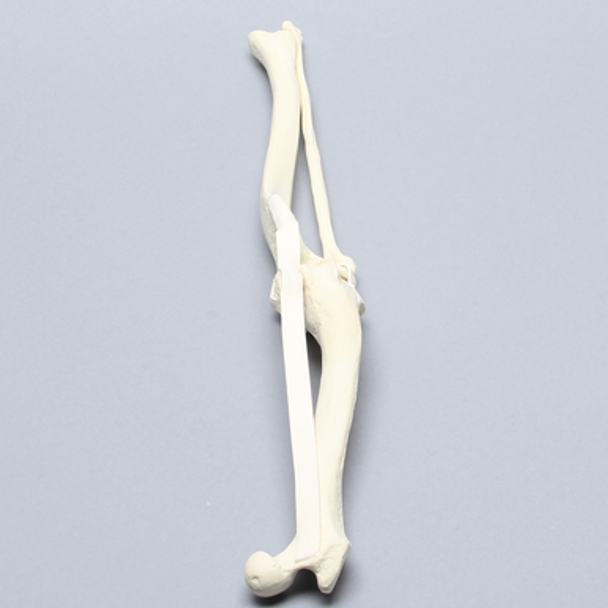 Canine Knee with Pathology Canine Knee with Pathology