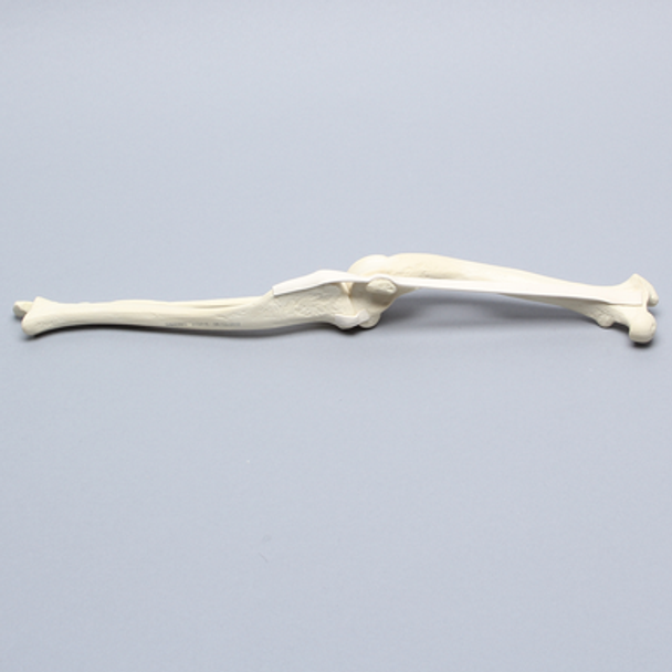 Canine Knee with Pathology Canine Knee with Pathology