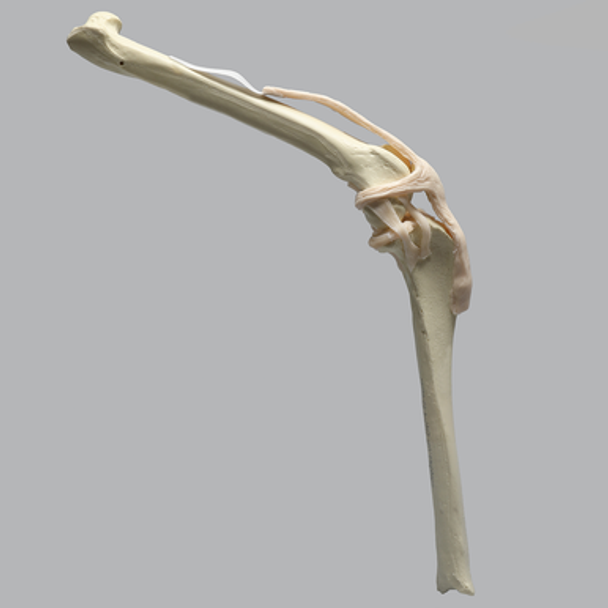Canine Knee with Coban Wrapped Proximal Core