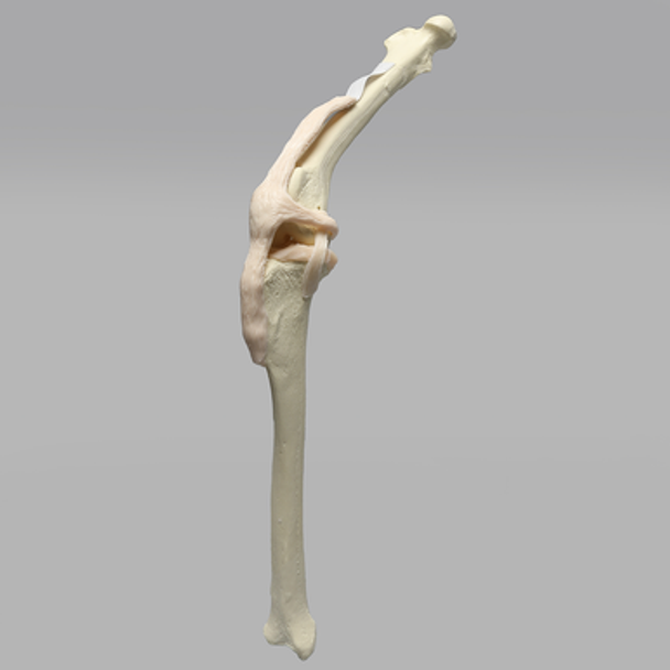 Canine Knee with Coban Wrapped Proximal Core