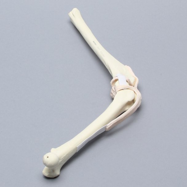 Canine Knee without Fibula, Foam Cortical, Right