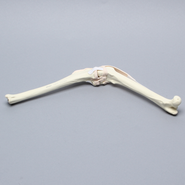Canine Knee without Fibula, Foam Cortical, Right