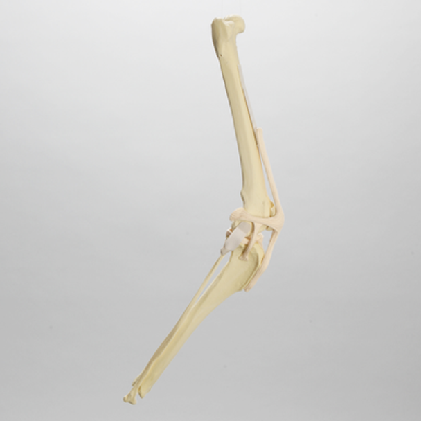 Canine Knee, Foam Cortical Shell, Right