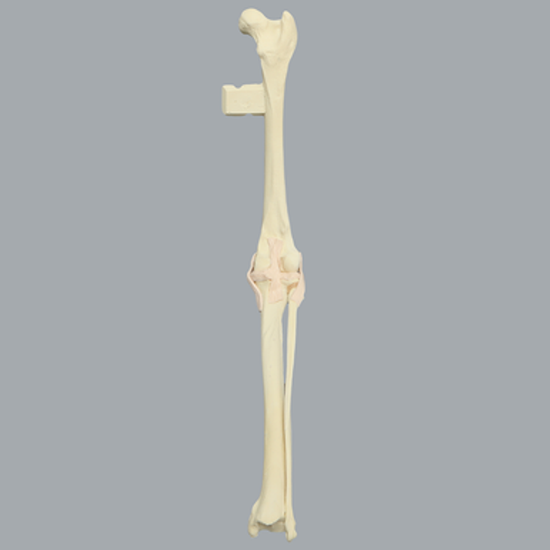 Canine Knee with Vise Attachment