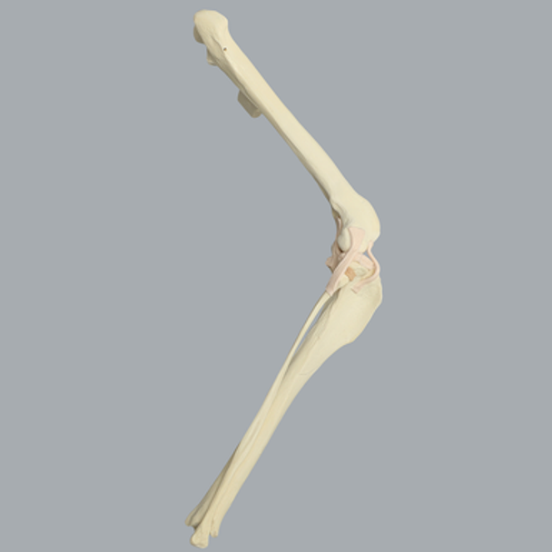Canine Knee with Vise Attachment