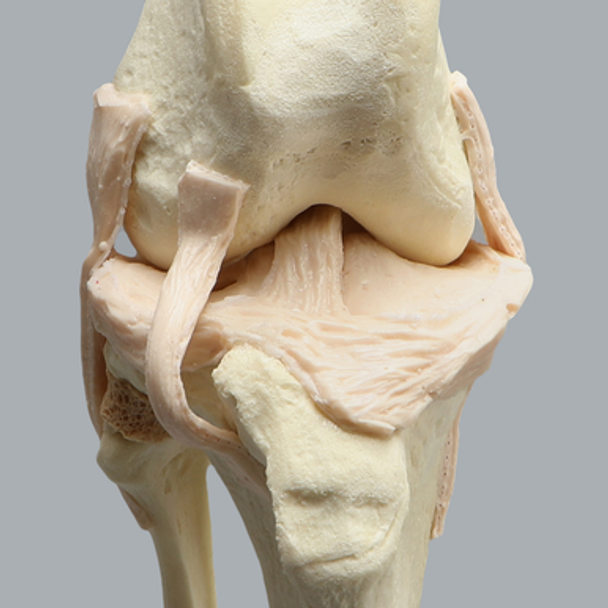 Canine Knee with Vise Attachment