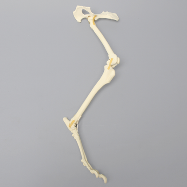 Canine Hindlimb, Hemi Pelvis to Foot