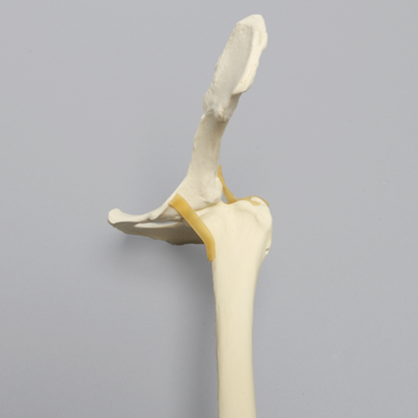 Canine Hindlimb, Hemi Pelvis to Foot