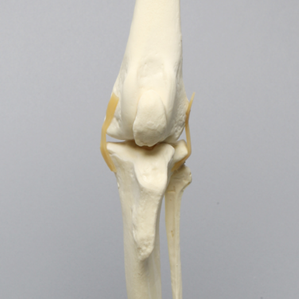 Canine Hindlimb, Hemi Pelvis to Foot