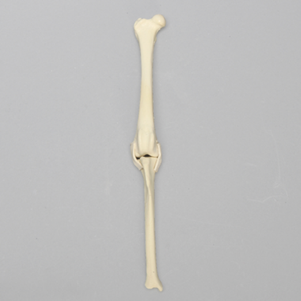 Canine Knee with MCL and LCL Ligaments, Toy Breed Canine Knee with MCL and LCL Ligaments, Toy Breed