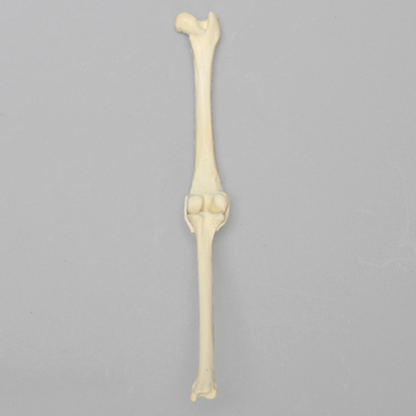 Canine Knee with MCL and LCL Ligaments, Toy Breed Canine Knee with MCL and LCL Ligaments, Toy Breed