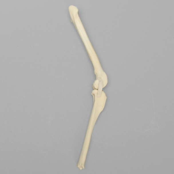 Canine Knee with MCL and LCL Ligaments, Toy Breed Canine Knee with MCL and LCL Ligaments, Toy Breed