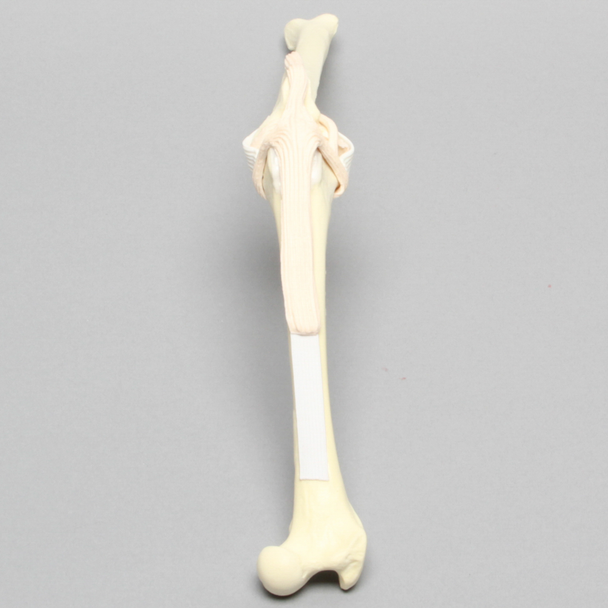 Canine Knee Arthroscopy Insert