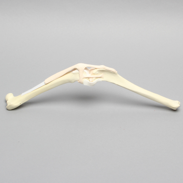 Canine Knee Arthroscopy Insert